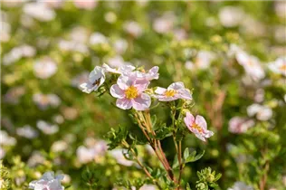 - Potentilla fruticosa 'Pink Queen'  - Potentilla fruticosa 'Pink Queen'