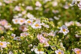 - Potentilla fruticosa 'Pink Queen'  - Potentilla fruticosa 'Pink Queen'