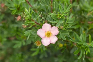 - Potentilla fruticosa 'Pink Queen'  - Potentilla fruticosa 'Pink Queen'