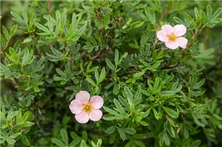 - Potentilla fruticosa 'Pink Queen'  - Potentilla fruticosa 'Pink Queen'