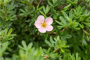 - Potentilla fruticosa 'Pink Queen'  - Potentilla fruticosa 'Pink Queen'