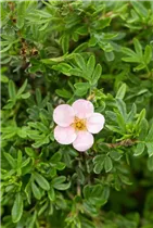 - Potentilla fruticosa 'Pink Queen'  - Potentilla fruticosa 'Pink Queen'