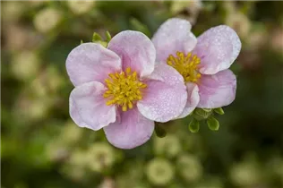  - Potentilla fruticosa 'Princess'®