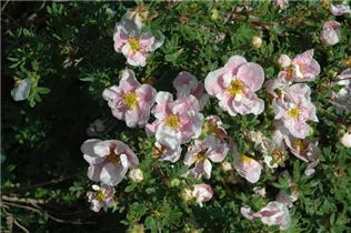  - Potentilla fruticosa 'Princess'®