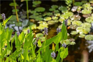  - Pontederia cordata