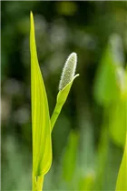  - Pontederia cordata