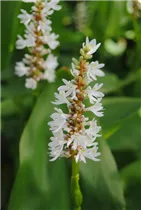  - Pontederia cordata 'Alba'