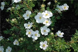  - Potentilla fruticosa 'Snowbird'
