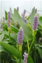  - Pontederia lanceolata