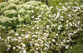  - Potentilla fruticosa 'White Lady'