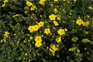  - Potentilla fruticosa 'Yellow Giant'