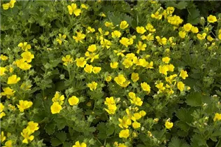  - Potentilla megalantha
