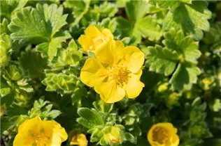  - Potentilla megalantha