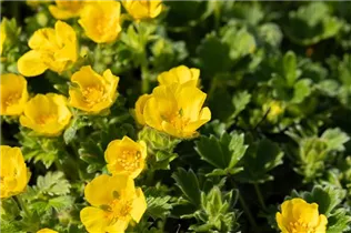  - Potentilla megalantha