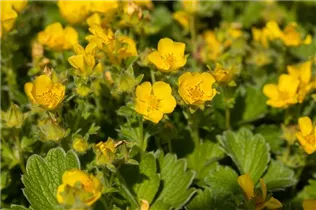  - Potentilla megalantha