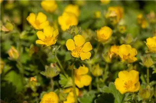  - Potentilla megalantha