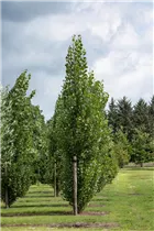  - Populus tremula 'Erecta'