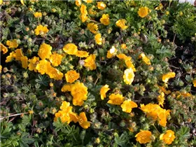  - Potentilla neumanniana