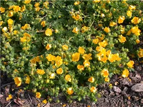  - Potentilla neumanniana