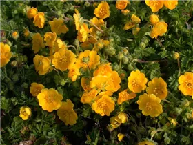  - Potentilla neumanniana
