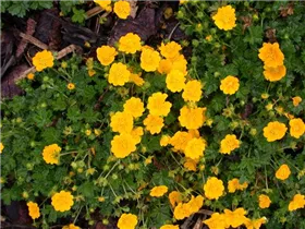  - Potentilla neumanniana