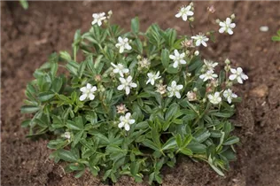 - Potentilla tridentata 'Nuuk'  - Potentilla tridentata 'Nuuk'
