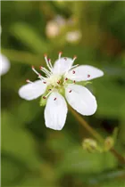 - Potentilla tridentata 'Nuuk'  - Potentilla tridentata 'Nuuk'