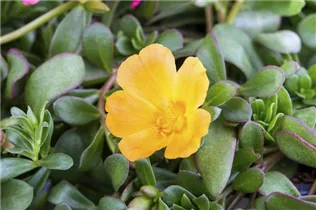 - Portulaca oleracea  - Portulaca oleracea