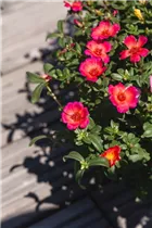 - Portulaca oleracea  - Portulaca oleracea