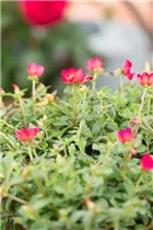 - Portulaca oleracea  - Portulaca oleracea
