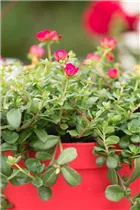 - Portulaca oleracea  - Portulaca oleracea