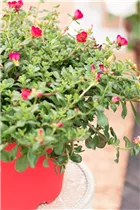 - Portulaca oleracea  - Portulaca oleracea