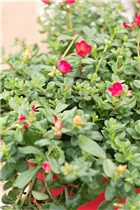 - Portulaca oleracea  - Portulaca oleracea