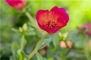 - Portulaca oleracea  - Portulaca oleracea