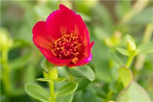 - Portulaca oleracea  - Portulaca oleracea