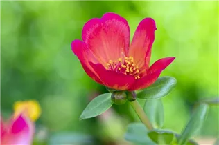- Portulaca oleracea  - Portulaca oleracea