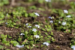  - Pratia pedunculata