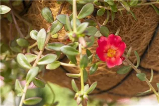  - Portulaca umbraticola 'Cupcake'