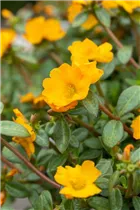  - Portulaca umbraticola 'Cupcake'