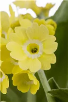- Primula auricula  - Primula auricula