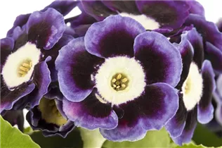 - Primula auricula  - Primula auricula