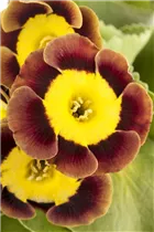 - Primula auricula  - Primula auricula