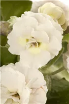 - Primula auricula  - Primula auricula