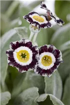 - Primula auricula  - Primula auricula