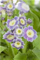 - Primula auricula  - Primula auricula