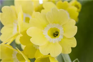 - Primula auricula  - Primula auricula