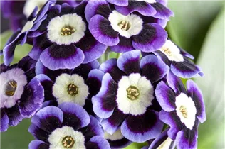 - Primula auricula  - Primula auricula