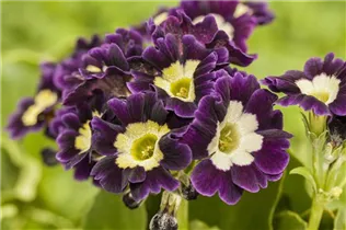 - Primula auricula  - Primula auricula