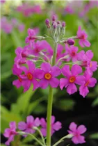  - Primula beesiana