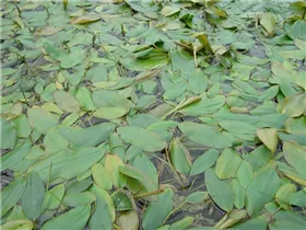  - Potamogeton natans
